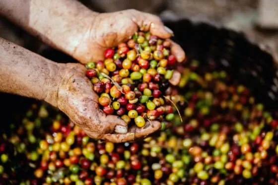 How Much Caffeine is in Coffee? 18